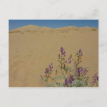 Mojave Indigo Bush and Kelso Dunes Postcard
