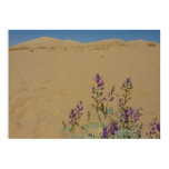 Mojave Indigo Bush and Kelso Dunes Poster