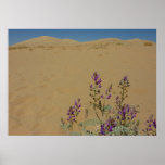 Mojave Indigo Bush and Kelso Dunes Poster