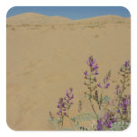 Mojave Indigo Bush and Kelso Dunes Square Sticker