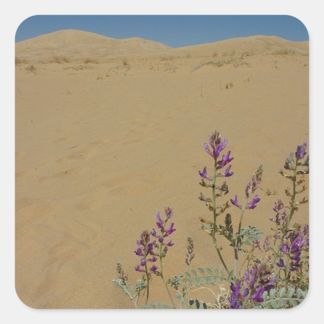 Mojave Indigo Bush and Kelso Dunes Square Sticker (Front)
