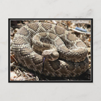 Mojave Rattlesnake in Congress, Arizona Postcard