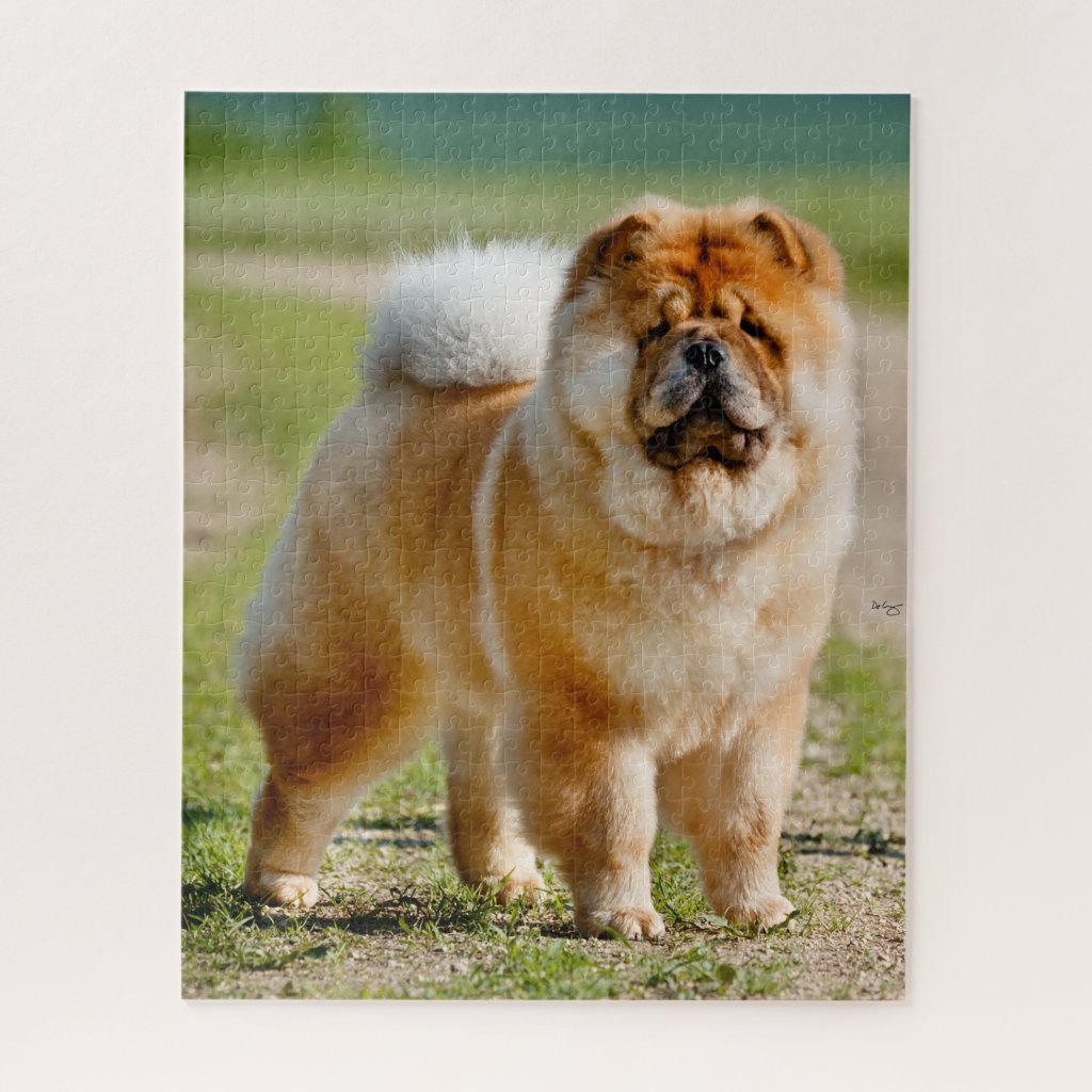 chow chow grooming tools