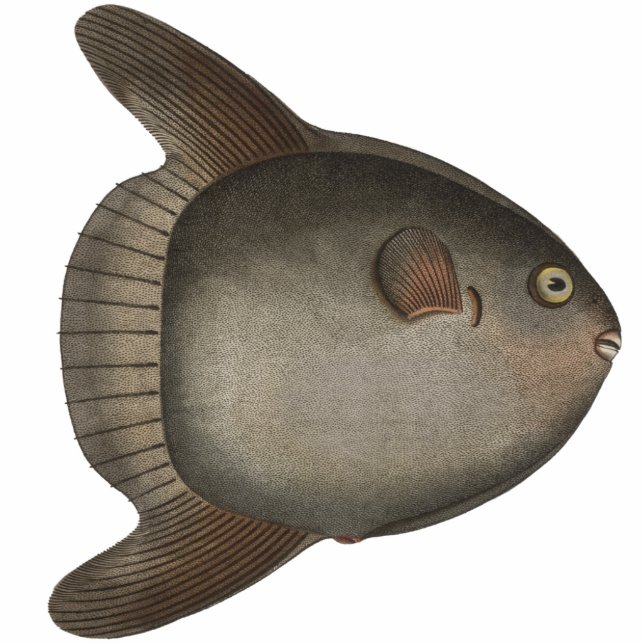 Mola Mola Ocean Sunfish Magnet for Your Fridge (Front)