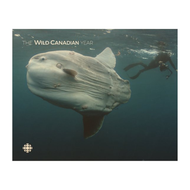 Mola Mola Wood Wall Decor (Front)