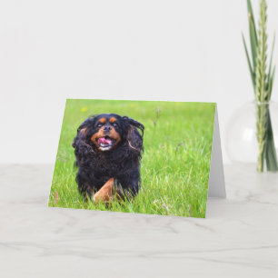 Molder. Cavalier King Charles Spaniel Thank You Card