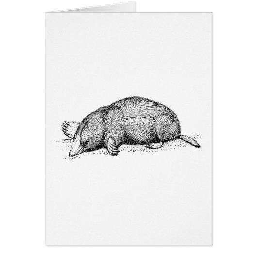 Mole Cards (Front)
