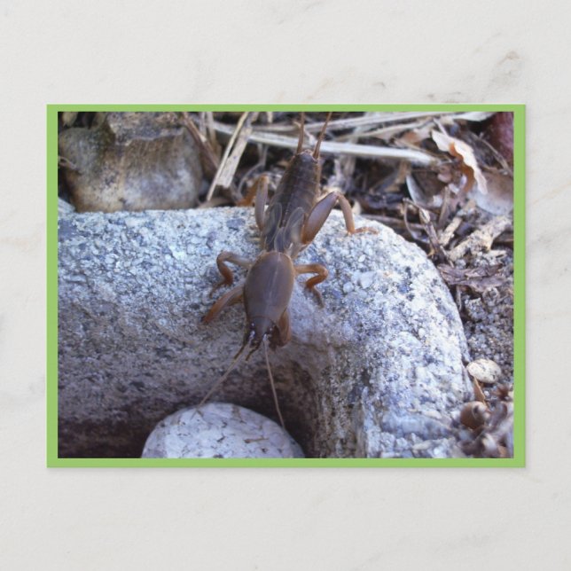 Mole Cricket On The Stone Postcard (Front)