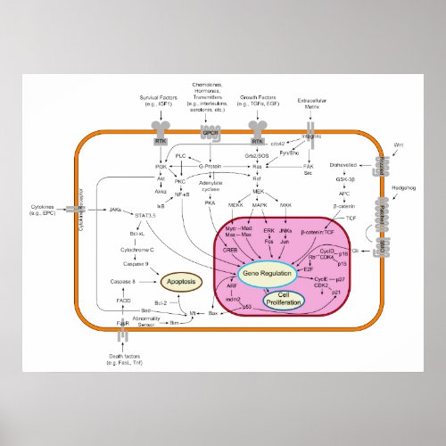 Molecule Signal Transduction Pathways Diagram Poster