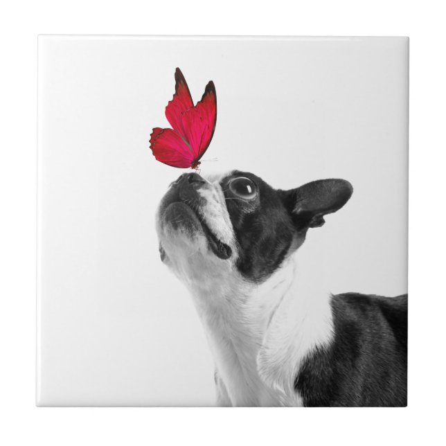 Mollie Mmouse ekind Boston Terrier Tile (Front)