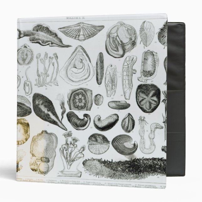 Molluscs 3 Ring Binder (Front/Inside)