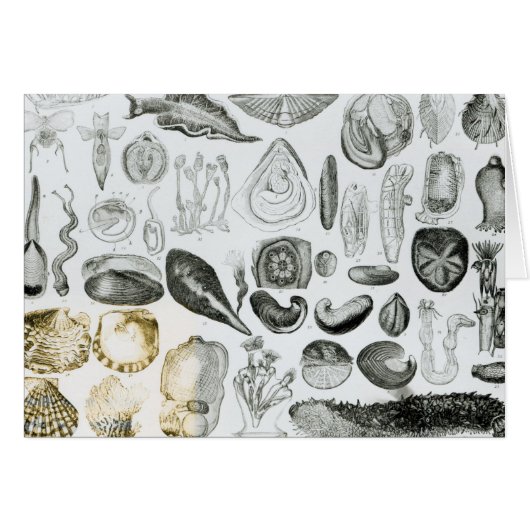Molluscs Cards (Front Horizontal)