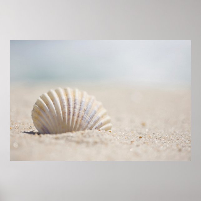 Mollusk Seashell Poster (Front)