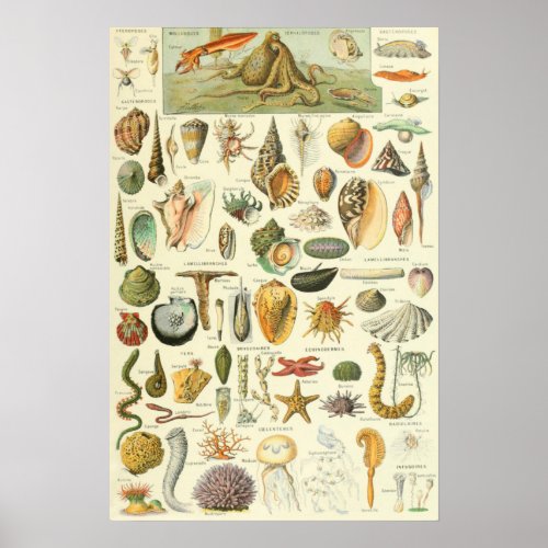 Mollusks Adolphe Millot Illustration Poster