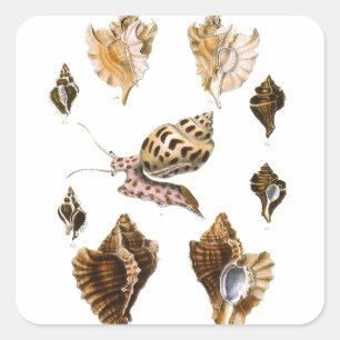 Mollusks and Snails, Vintage Marine Life Organisms Square Sticker