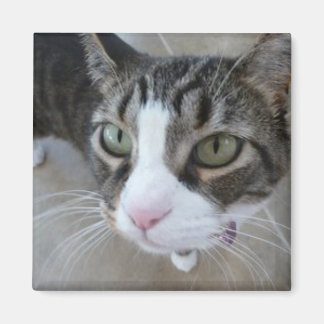 Molly's Watching You Kitty Square Magnet