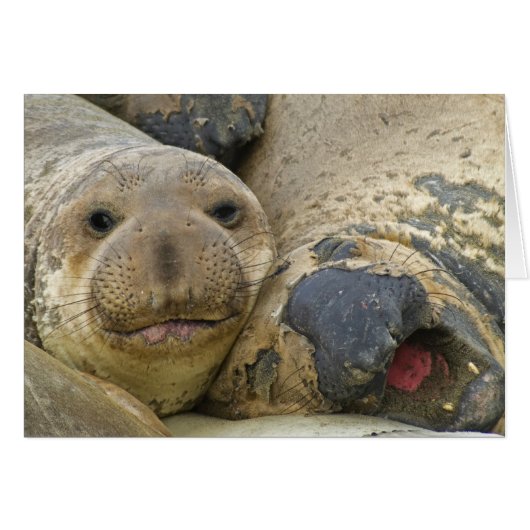 Molting Northern Elephant Seals Cards (Front Horizontal)