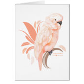 Moluccan Cockatoo (Front)