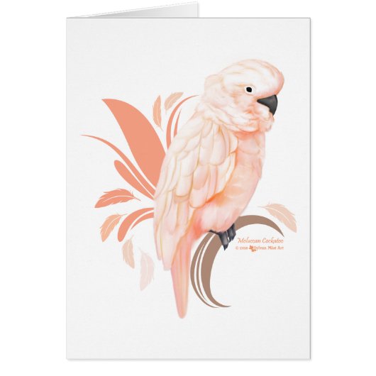 Moluccan Cockatoo (Front)