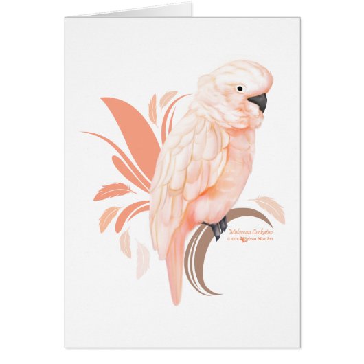 Moluccan Cockatoo (Front)