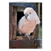 Moluccan Cockatoo (Front)