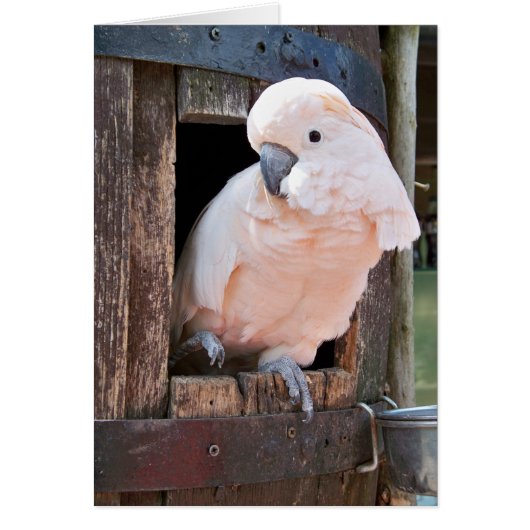 Moluccan Cockatoo Cards (Front)