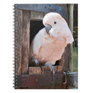 Moluccan Cockatoo Notebook