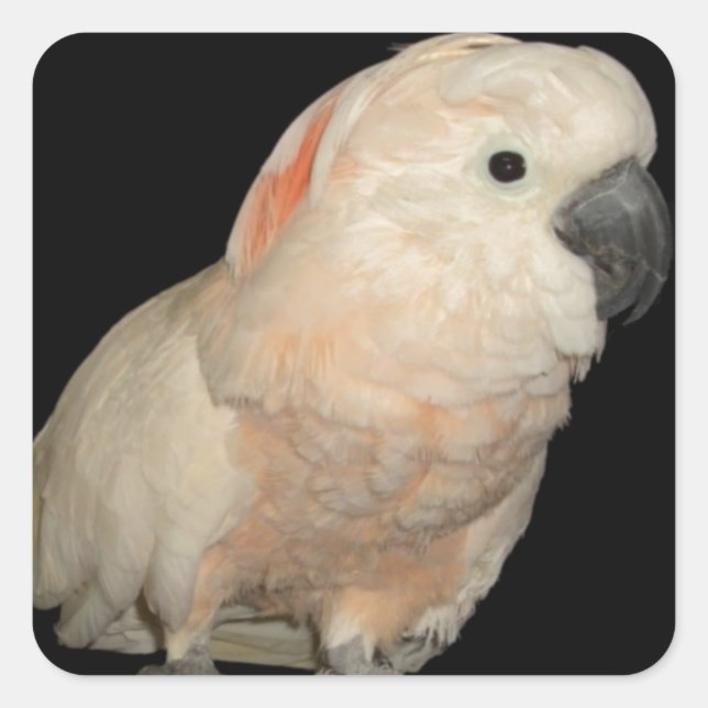 Moluccan Cockatoo Parrot Design Square Sticker (Front)
