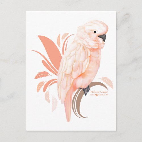 Moluccan Cockatoo Postcard