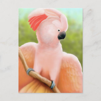 Moluccan Cockatoo Postcard