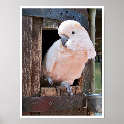 Moluccan Cockatoo Poster