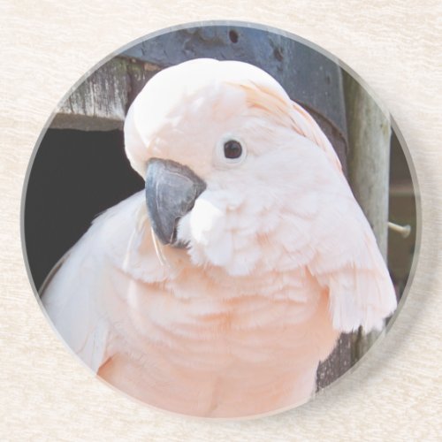 Moluccan Cockatoo Sandstone Coaster