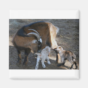 Mom and Babies Magnet