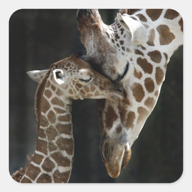 Mom and Baby Giraffe Cuddle Square Sticker (Front)