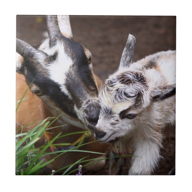 Mom and Baby Goat Tile (Front)