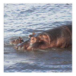 Mom and Baby Hippo Acrylic Print