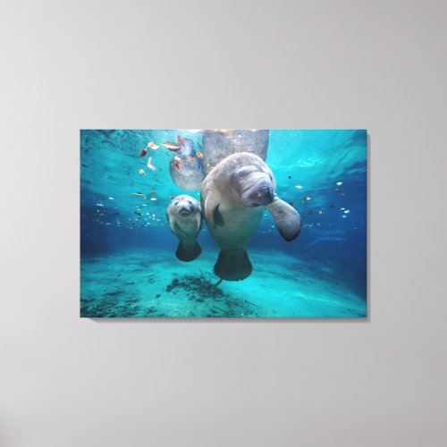Mom And Baby Manatee Three Sisters Springs Canvas Print