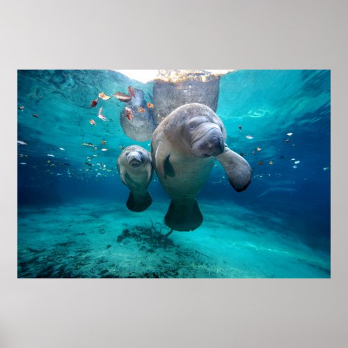 Mom And Baby Manatee Three Sisters Springs Poster