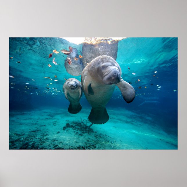 Mom And Baby Manatee (Three Sisters Springs) Poster (Front)