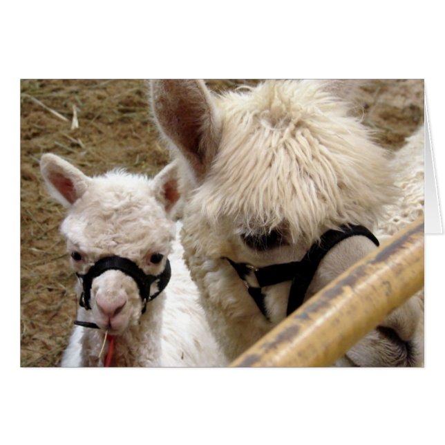 Mom and Cria Cards (Front Horizontal)