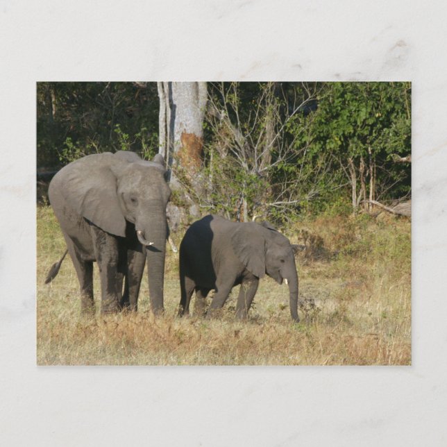 Mom and Happy Elephant Calf Postcard (Front)