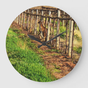 Mom And Joey Kangaroo Hiding In Grapevines, Large Clock