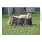 Mom and Kitten Appreciation Card (Front Horizontal)