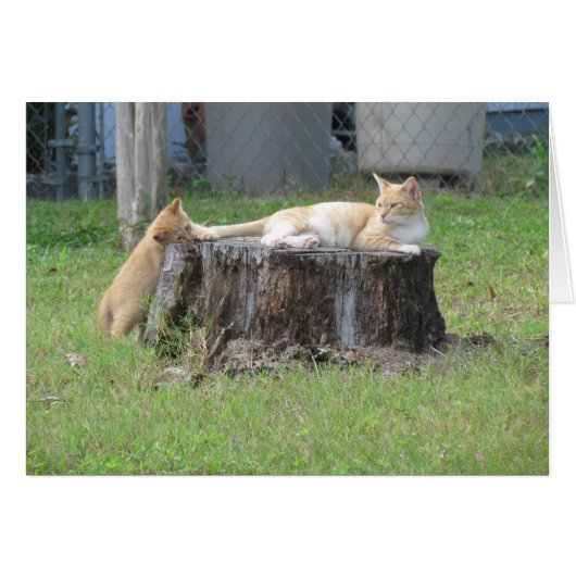 Mom and Kitten Appreciation Card (Front Horizontal)