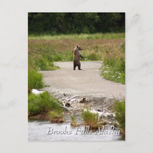 Mom!! Brooks Falls Alaska Postcard