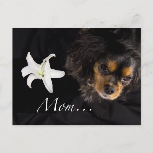 MomCavalier King Charles Spaniel Postcard