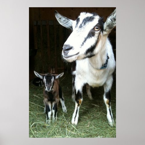 Mom Goat with Baby Ginger Poster