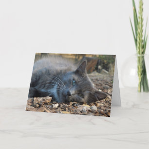 Mom is Loved Adorable Cat Mother's Day Card