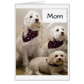 MOM IS WISHED A **HAPPY BIRTHDAY** BY 3 PUPS (Front)