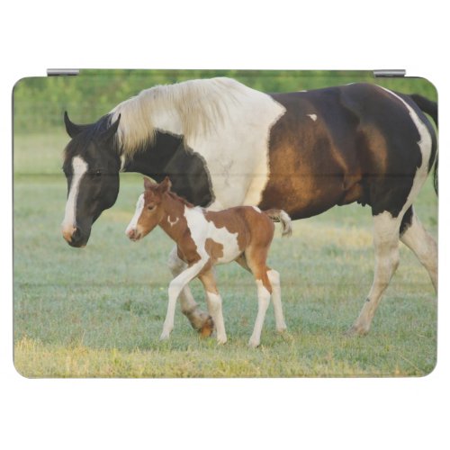 Mom  Newborn Paint Filly iPad Air Cover